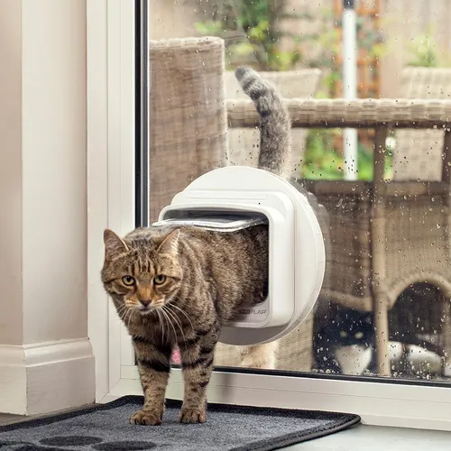 Cat coming through a SureFlap cat flap fitted into a glazed door panel