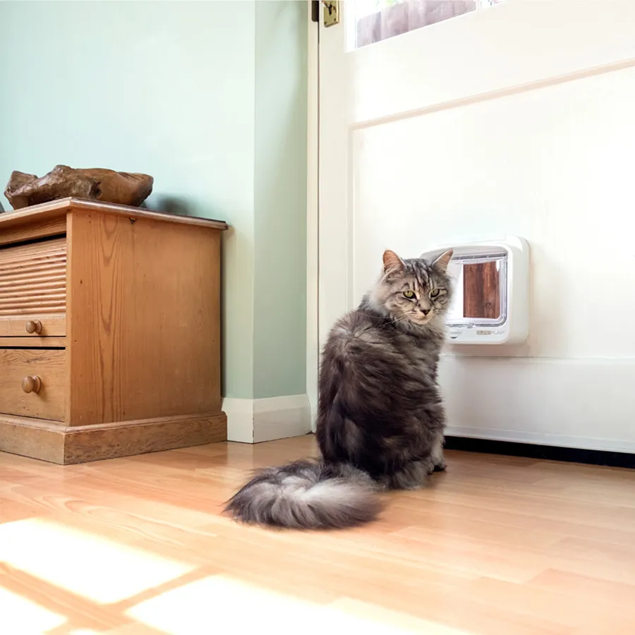 Let The Cat Out, Not The Neighbour's